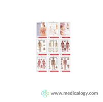 3D Anatomical Chart Poster Bagan Anatomi Tubuh Manusia