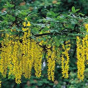 golden rain tree