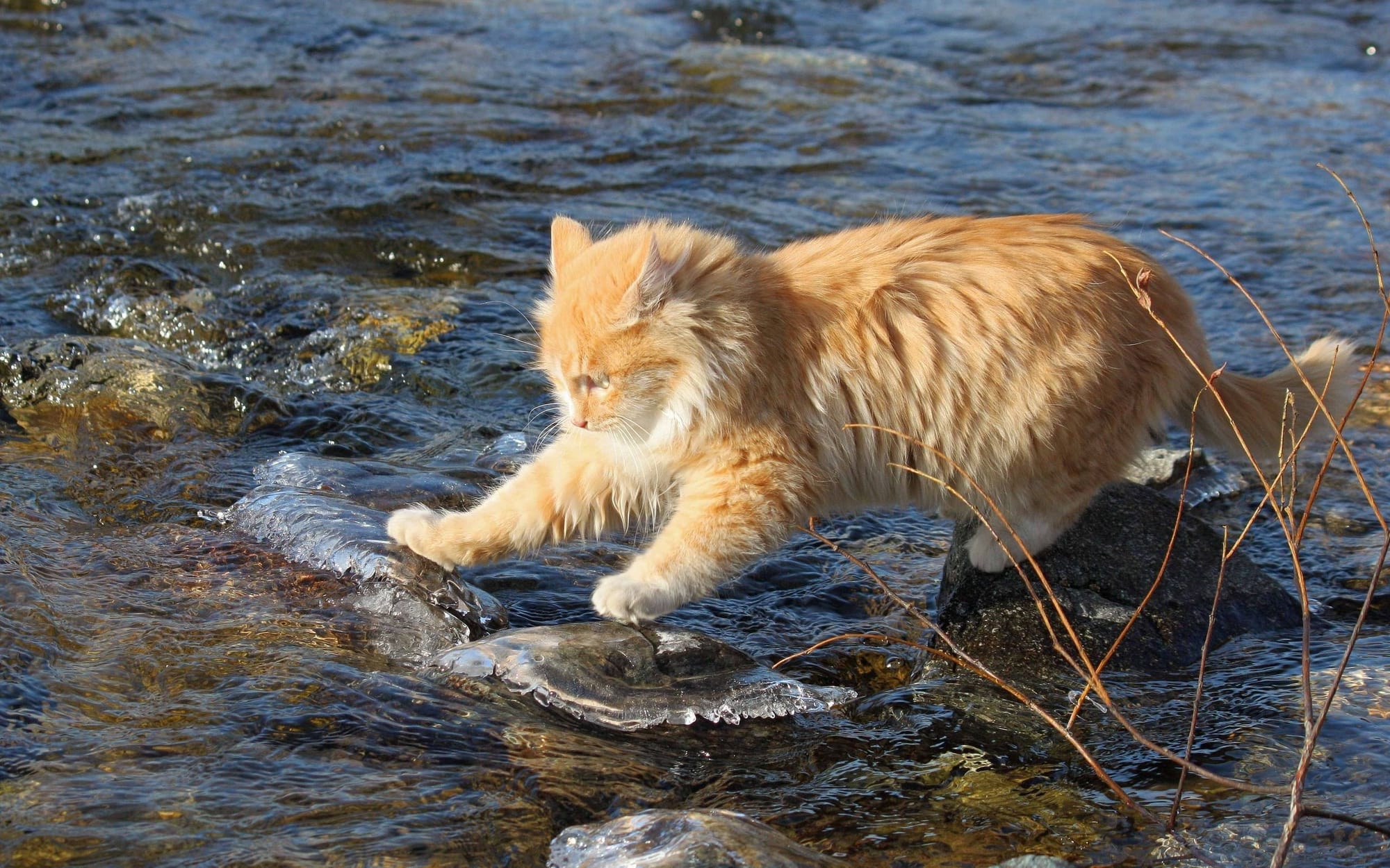 Perawat Baik Hati. Kucing Hanyut ke Rumah Perawat dan yang Terjadi Selanjutnya, Amazing !