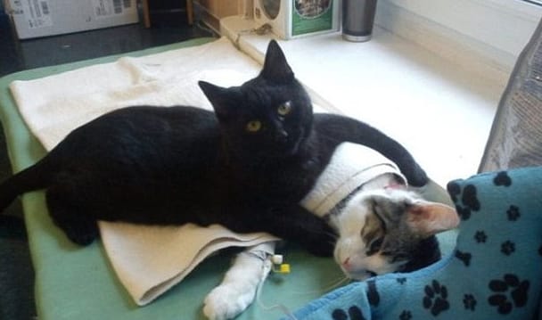 Kucing Perawat, Rademenes Sang Kucing Perawat yang Memeluk Setiap Pasien