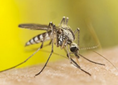 Kenali Jenis – Jenis Malaria dan Penanganannya
