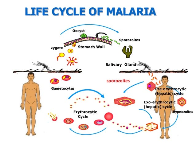 Ayo, Kenali Malaria Lebih Dalam!