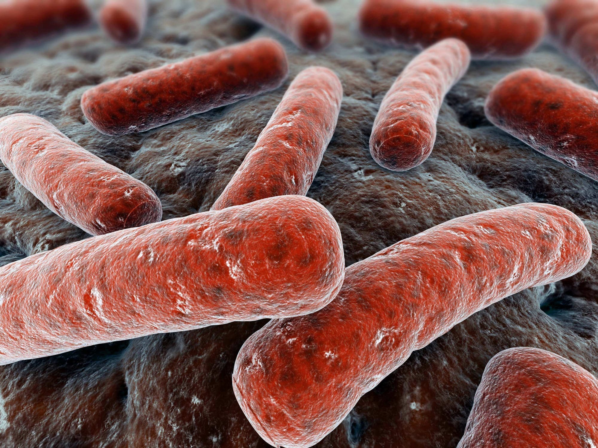 Mycobacterium Tuberculosis, Bakteri penyebab Tuberkulosis