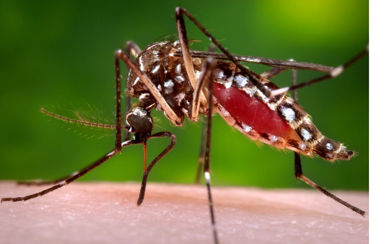Mengenal Lebih Dekat Virus Zika