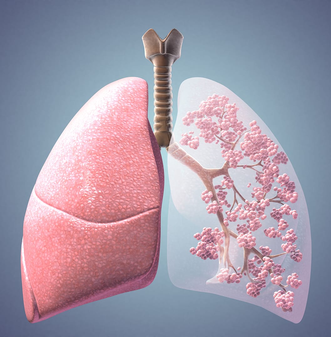 Lung-Trachea-Alveoli