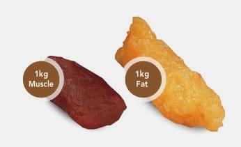 muscle_vs_fat3