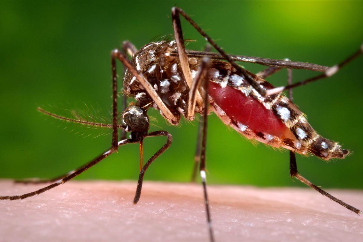 Nyamuk Aedes Aegypti