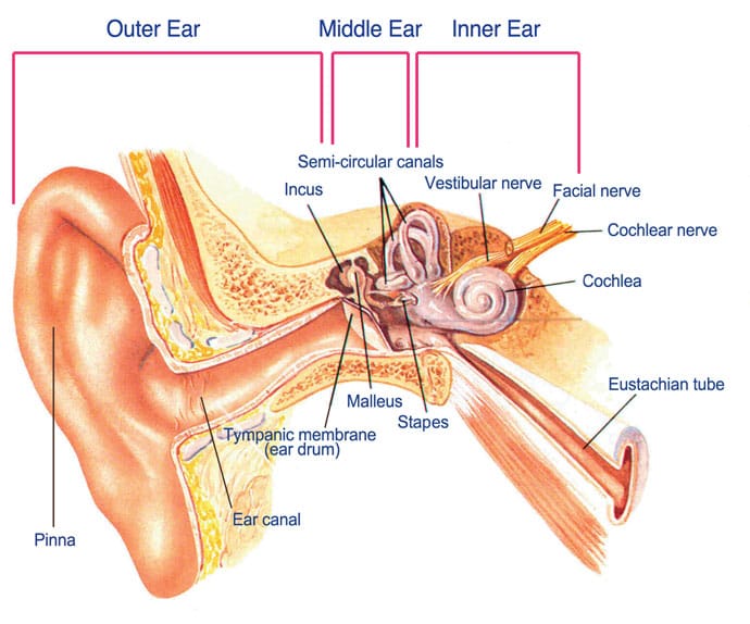 anatomy-of-the-ear-690