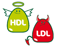 HDL dan LDL, Apa Bedanya?