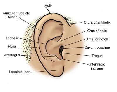 earB