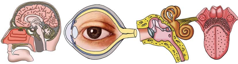 header_special_senses