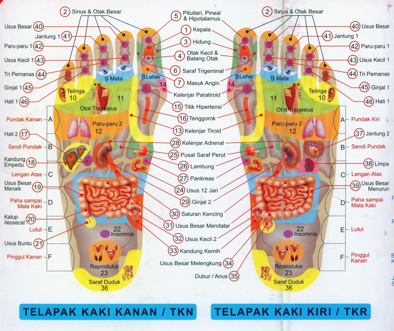 82b76-titikakupunturtelapakkaki