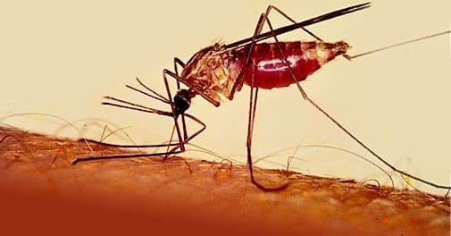 nyamuk-malaria-e1409816133555
