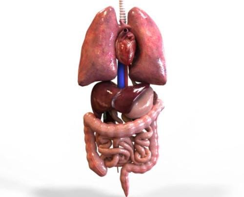 Organ-tubuh-manusia-bagian-dalam-Okaidimalta