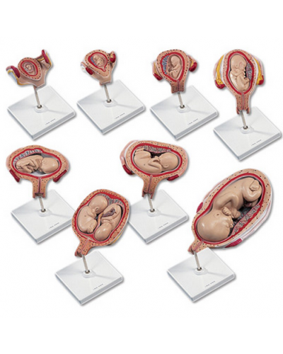 3b-l10--1000321--3b-scientific---pregnancy-series