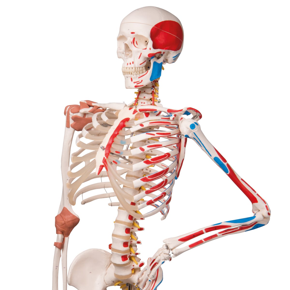 A13_05_1200_1200_Skeleton-Model-with-Muscles-and-Ligaments-Sam