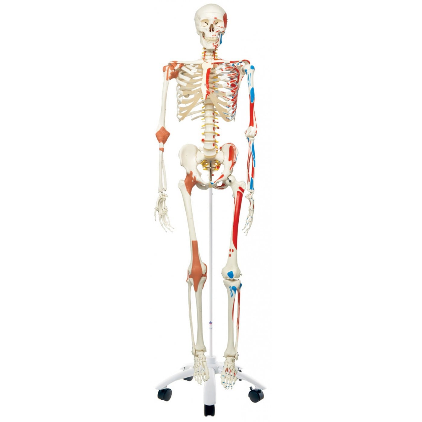 a13_sam-the-super-skeleton-with-muscles-and-ligaments-on-pelvic-mounted-roller-stand