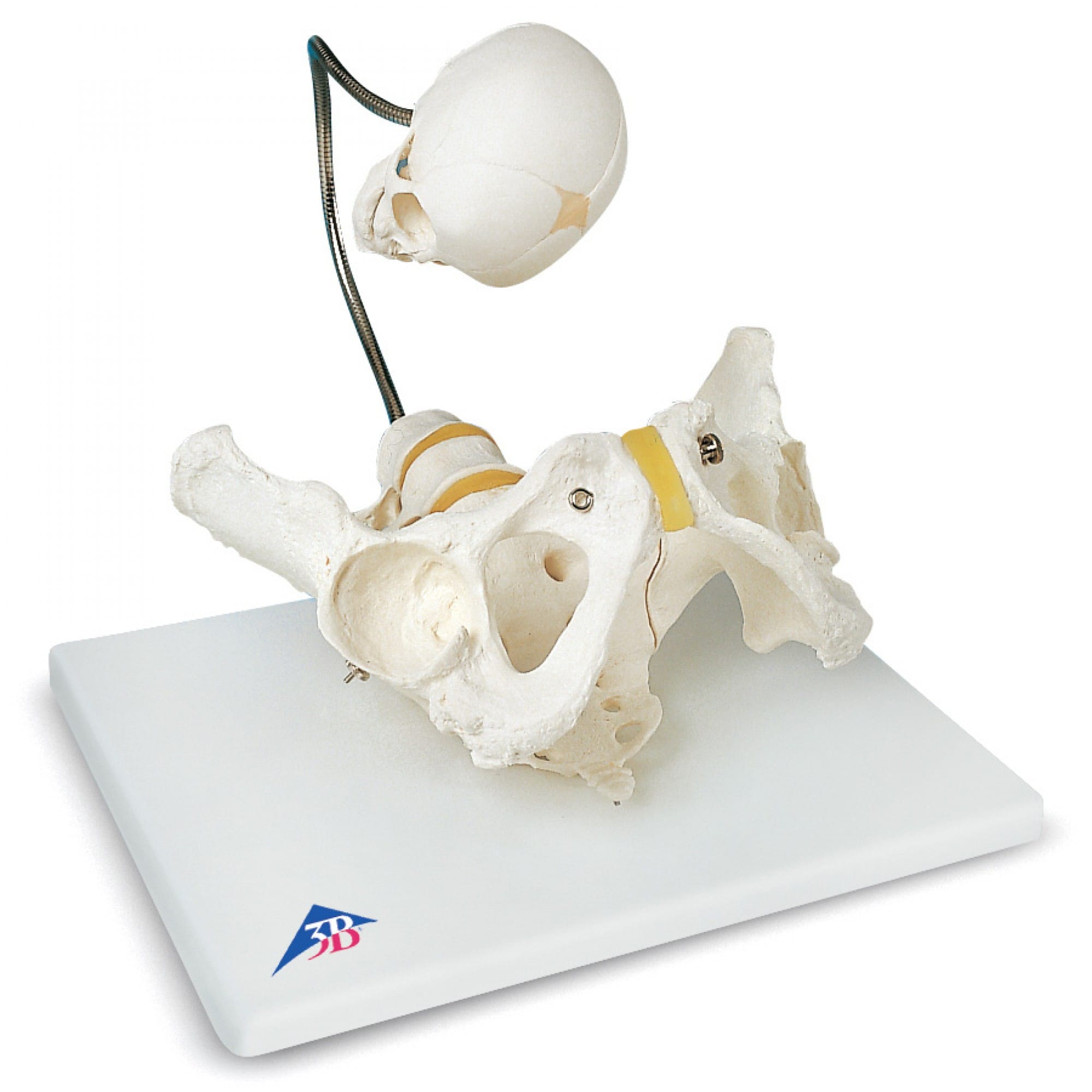 l30_childbirth-demonstration-pelvis-model_1
