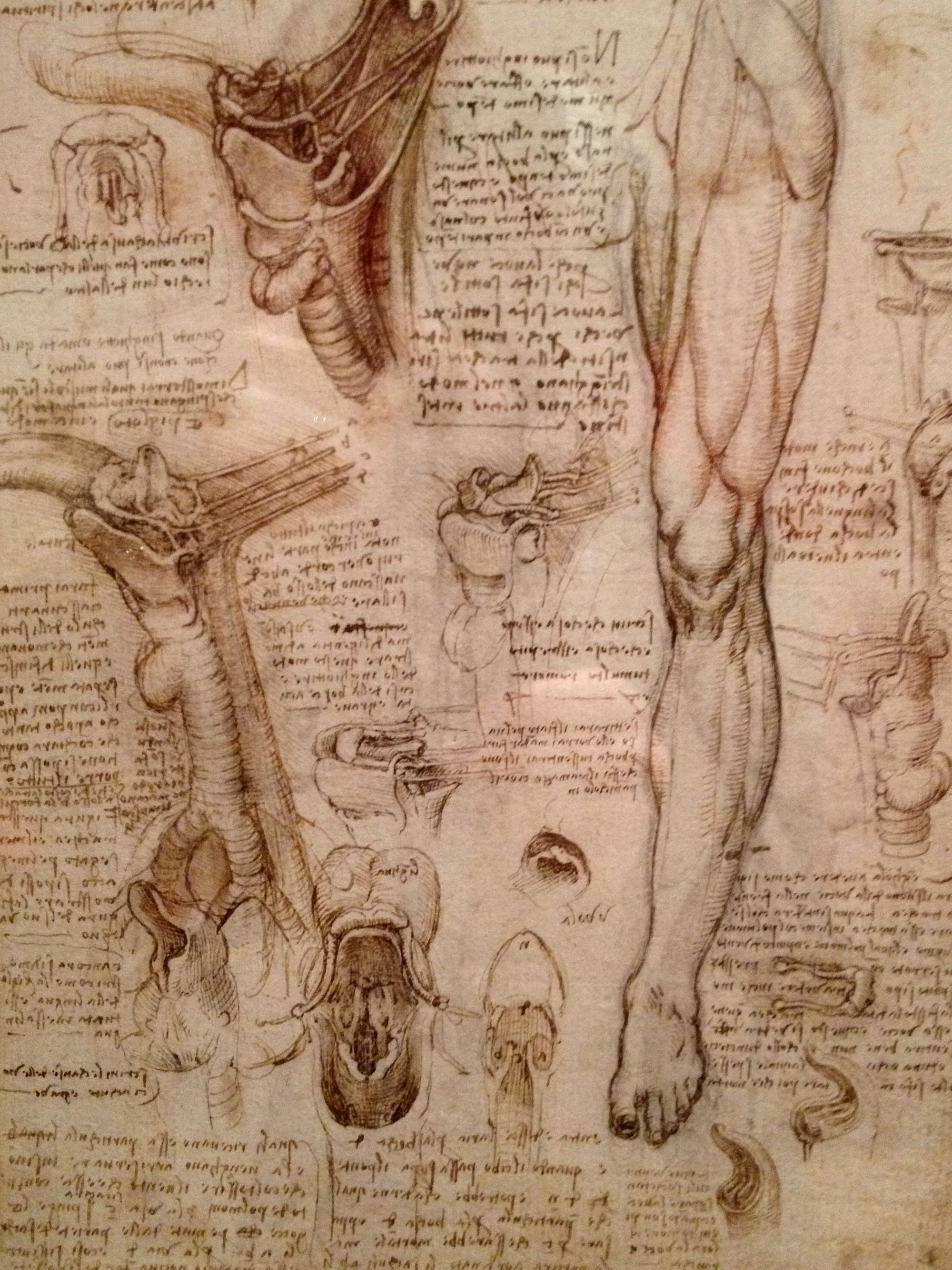 Leonardo-da-Vinci-the-Anatomical-Artist1