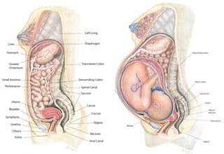 pregnancyorgansjpg