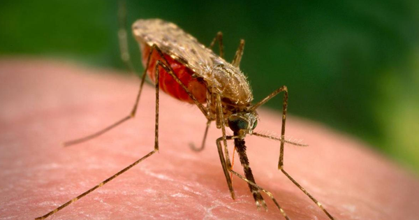 Review Alat Dan Spesifikasi Carestart Malaria Rapid Tes