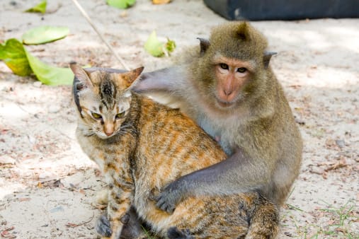 Shot of a monkey hugging a cat