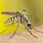 Kenali Jenis – Jenis Malaria dan Penanganannya
