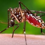 Mengenal Lebih Dekat Virus Zika