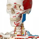 Belajar Anatomi dengan Alat Kerangka Manusia
