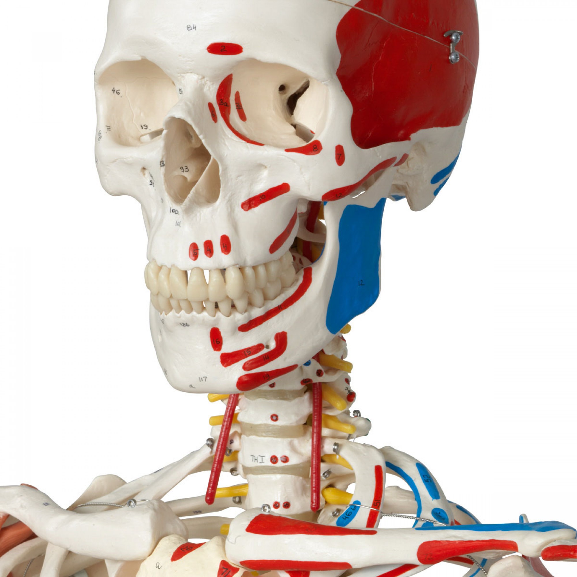 Belajar Anatomi Dengan Alat Kerangka Manusia Medicalogy