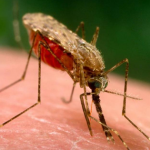 Review Alat Dan Spesifikasi Carestart Malaria Rapid Tes