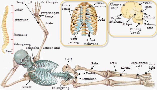 Rangka manusia secara umum dibedakan menjadi