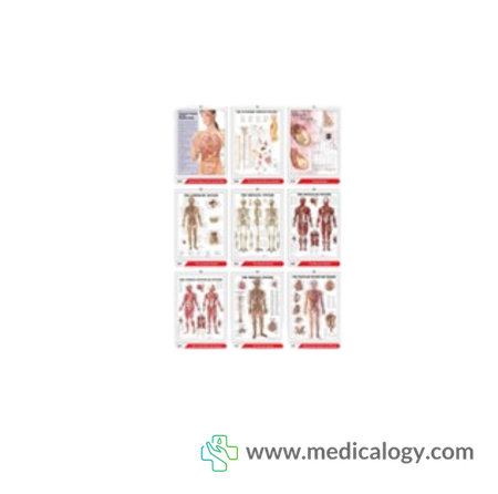 harga 3D Anatomical Chart Poster Bagan Anatomi Tubuh Manusia