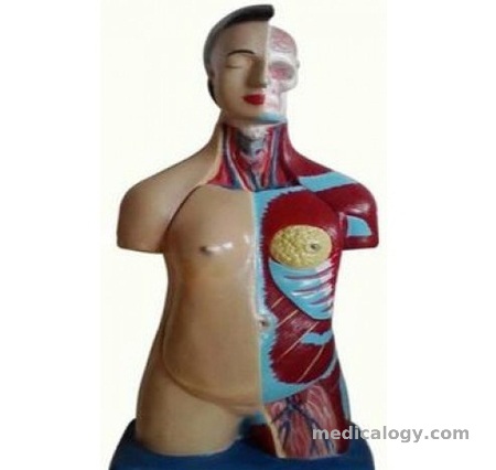 harga Phantom Torso Wanita