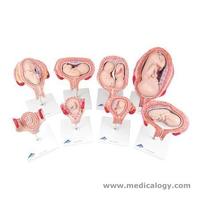 jual 3B Scientific® Pregnancy Series