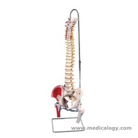 jual Classic Flexible Spine Model with Femur Heads and Painted..