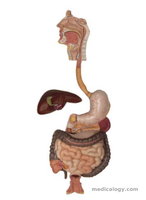 jual Digestive System, 3 part 