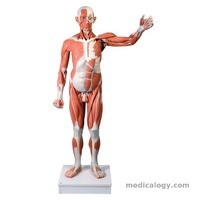 jual Life size Male Muscular Figure, 37-part