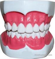 jual Phantom Model Dental